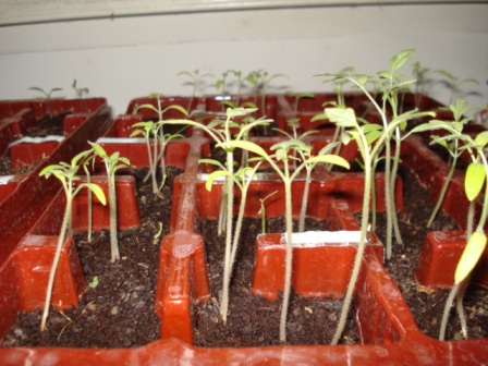 kiemplantjes tomaat