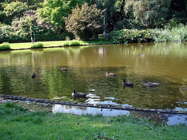 eendjes in het park