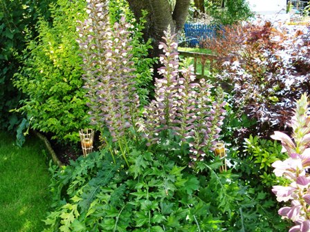 acanthus spinosus