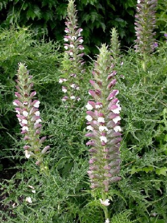 acanthus