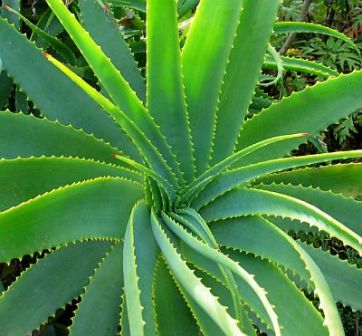 aloe vera zeer sterk