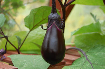 aparte aubergine