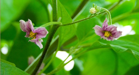 de bloem van de aubergine