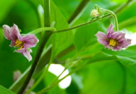 de bloem van de aubergine