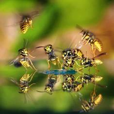 bijen zorgen voor de groene wereld