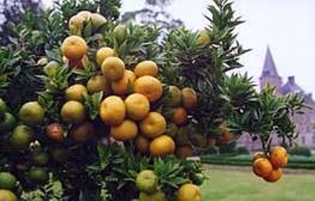citrusboom