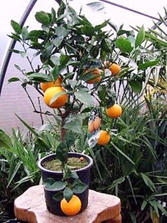 sinasappel of citrusboom