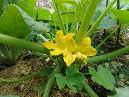 Courgette