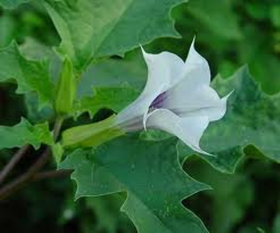 datura stramonium