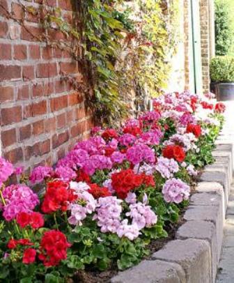 geranium in de geveltuin