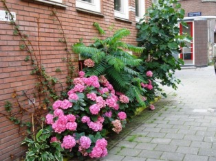 geveltuin in 1e Jan Steenstraat