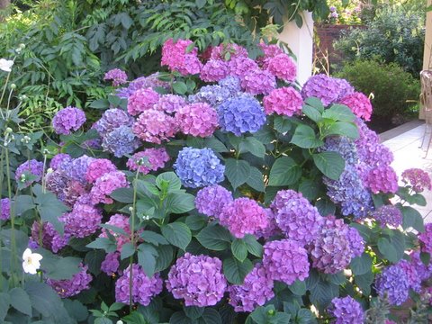 grote tuinhortensia blauw en rose