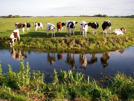 koeien zonder oormerk