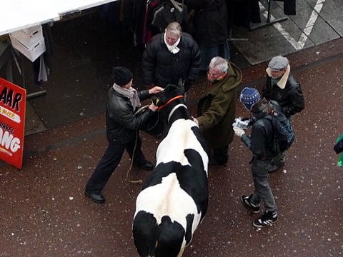 koe op de markt