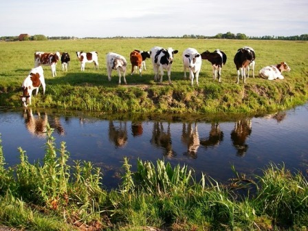 mooie koeien in de wei