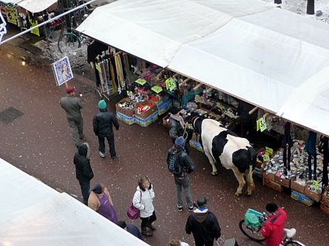 koe op de Albert Cuyp