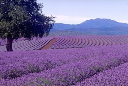 lavendel in Frankrijk