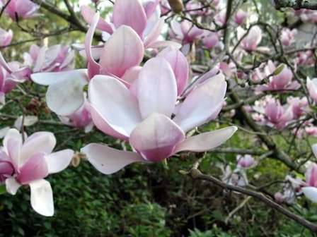 magnolia, de eerste bloeiende boom