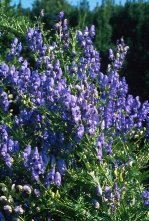 aconitum