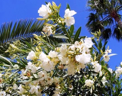 oleander wit