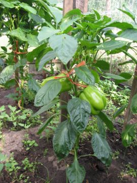 de paprika plant