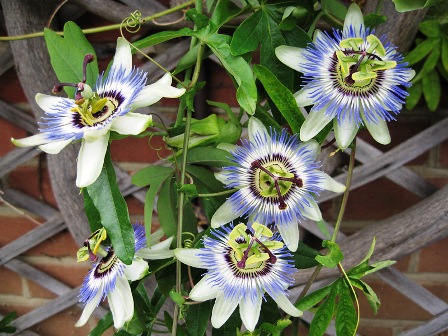 passieflora caerulea