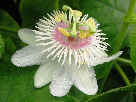 passieflora foetida