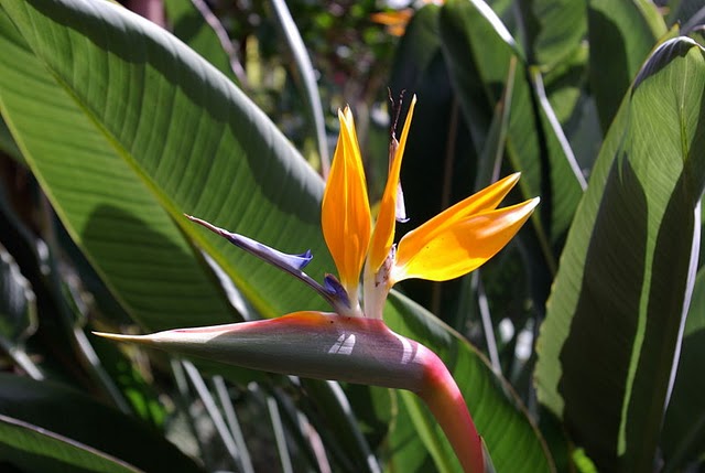 strelitzia of papagaaienbloem