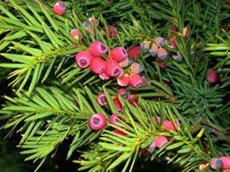 Taxus Baccata