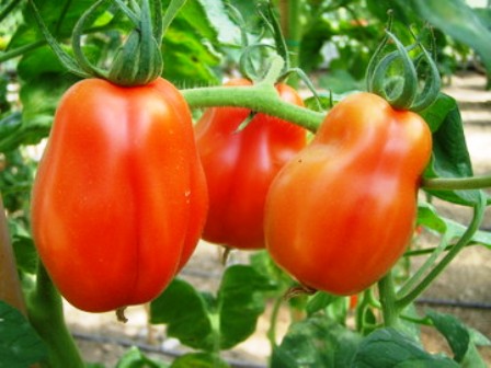 tomaat als een paparika