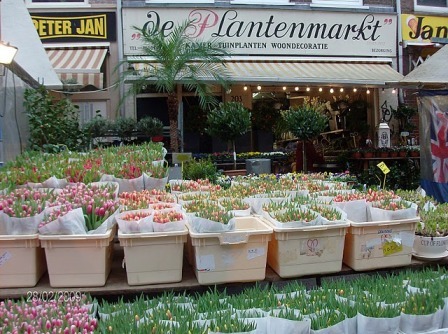 tulips at the market