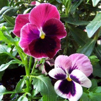 viooltjes paars en lila