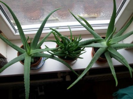 Aloe Vera Een Mooie En Bijzondere Plant Die Geneeskrachtige